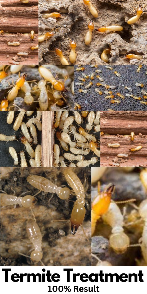 Termite Treatment Service